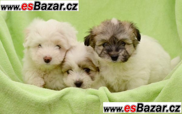 stenata-coton-de-tulear