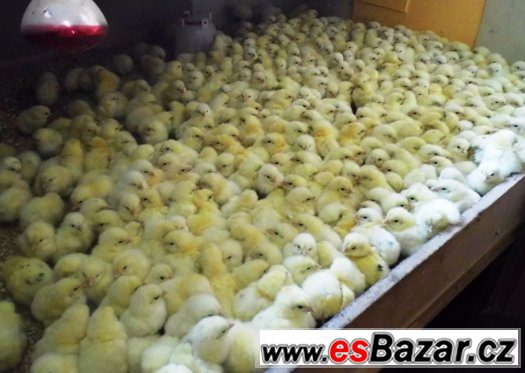 jednodenní kuřata brojlerů k prodeji od 29.11.2015