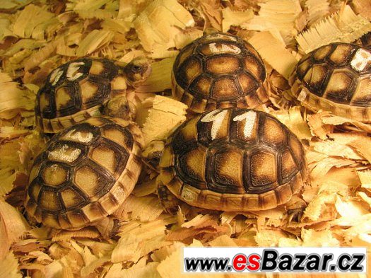 Suchozemské želvy - s možností dopravy Suchozemské želvy - s možností dopravy