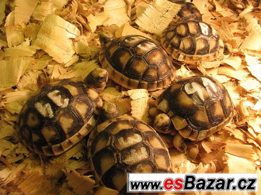Suchozemské želvy - s možností dopravy Suchozemské želvy - s možností dopravy