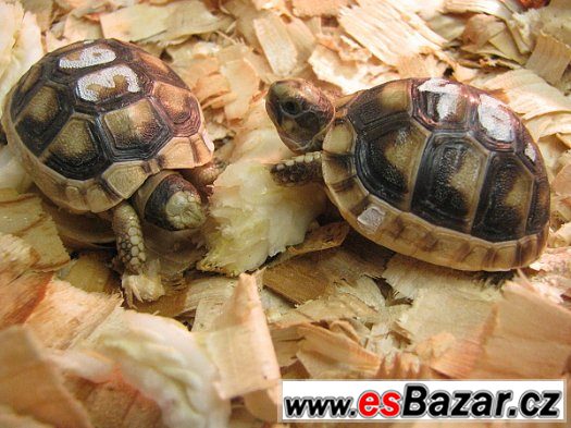 Suchozemské želvy - s možností dopravy Suchozemské želvy - s možností dopravy