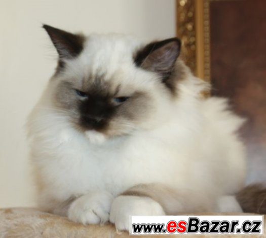 RAGDOLL :