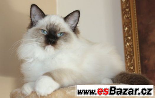 RAGDOLL :