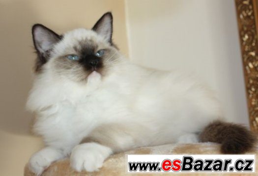 RAGDOLL :