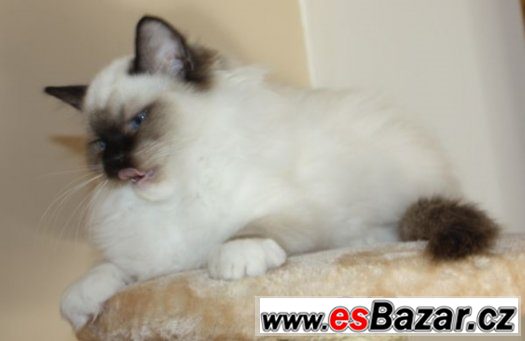 RAGDOLL :