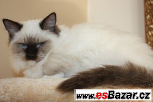 RAGDOLL :