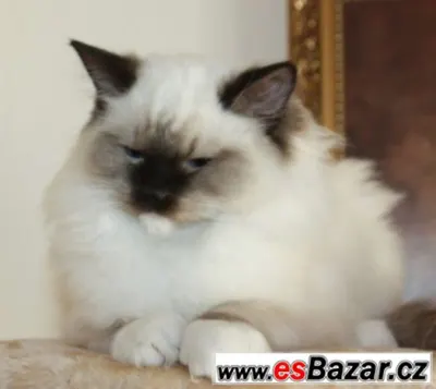 RAGDOLL :