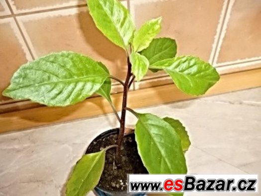 Gynura procumbens:Rostliny