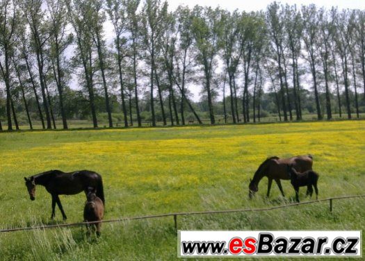 Nabízím ustájení blízko Ostravy Nabízím ustájení blízko Ostravy