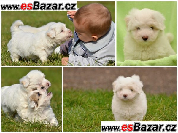 stenata-coton-de-tulear