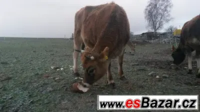 zapuštěná Jersey jalovice 1,5roku