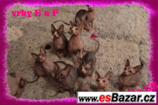 kanadsky-sphynx-s-pp