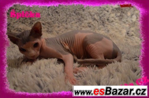 Kanadský SPHYNX s PP Kanadský SPHYNX s PP