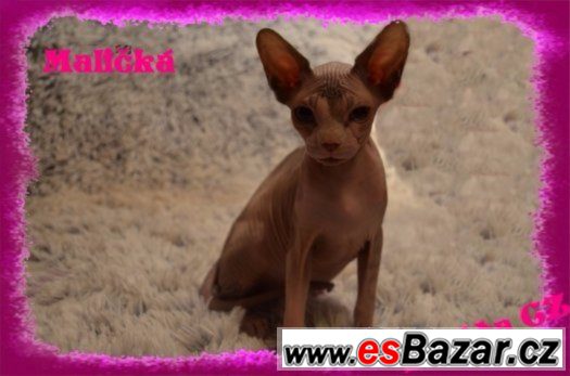 Kanadský SPHYNX s PP Kanadský SPHYNX s PP