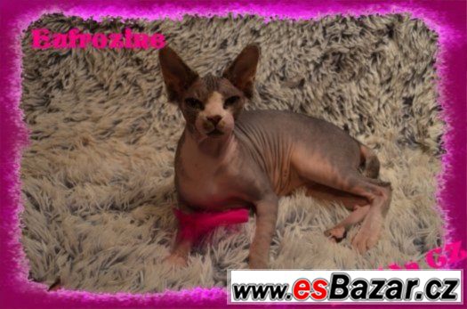 Kanadský SPHYNX s PP Kanadský SPHYNX s PP