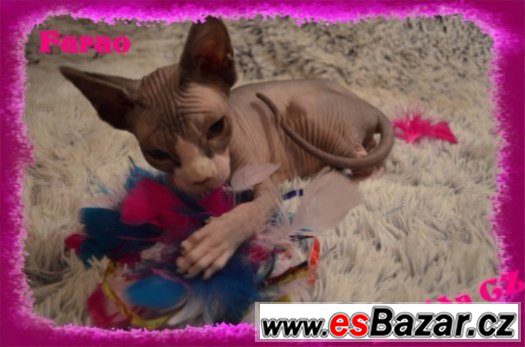 Kanadský SPHYNX s PP Kanadský SPHYNX s PP