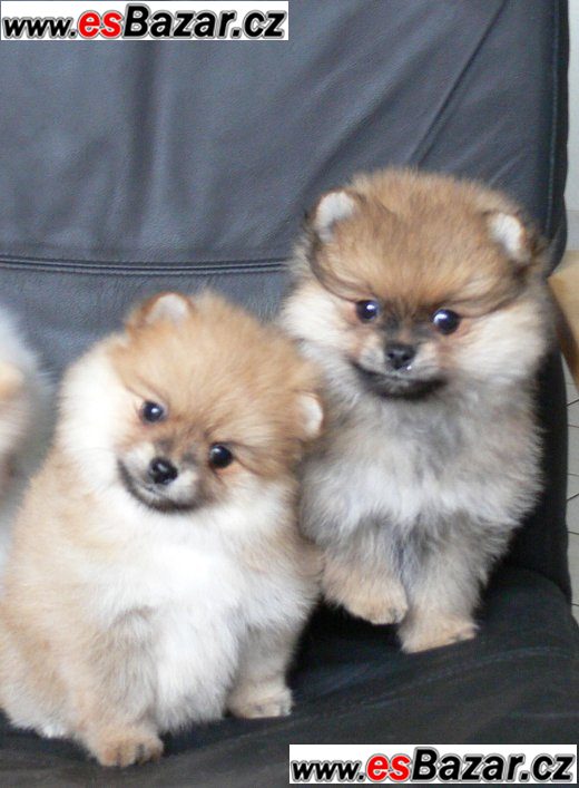 Trpaslicí špic/Pomeranian na prodej s PP Trpaslicí špic/Pomeranian na prodej s PP