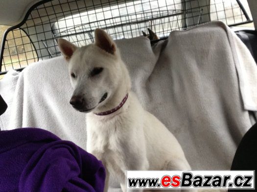 Kishu inu Kishu inu