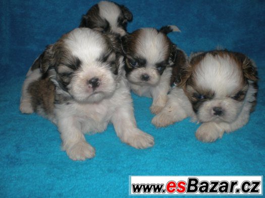 Shih-tzu