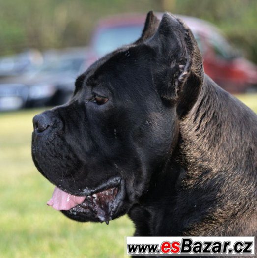 Cane corso