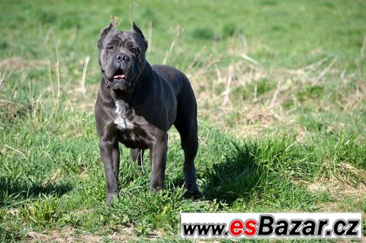 Cane corso