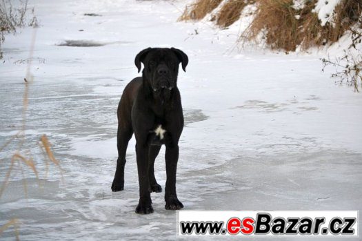 Cane corso