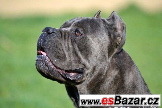 Cane corso