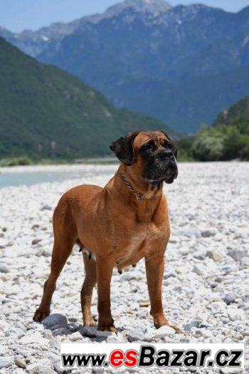 Štěňátka Cane corso