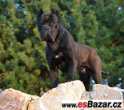 Štěňátka Cane corso