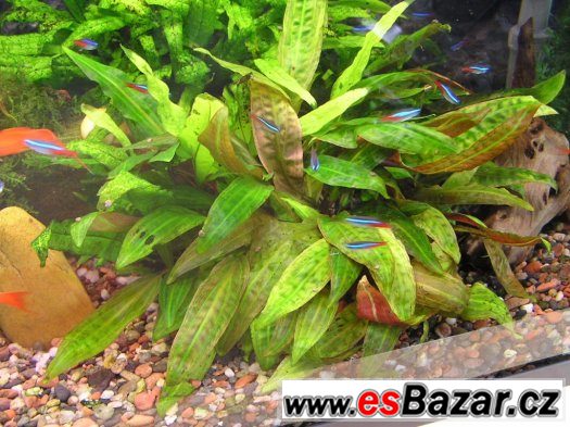 prodam-akvarijni-rostlinky-cryptocoryne-affinis