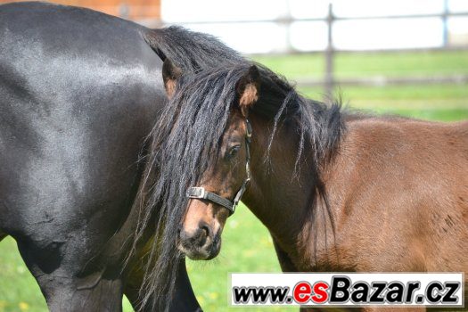 Pracovní jezdec-ošetřovatel dostihových koní