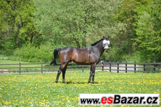Pracovní jezdec-ošetřovatel dostihových koní Pracovní jezdec-ošetřovatel dostihových koní
