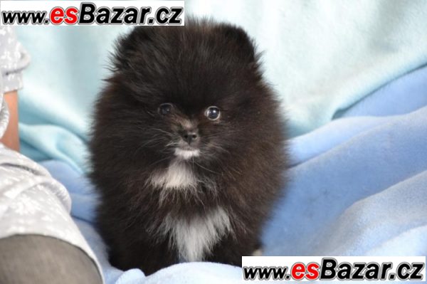 Prodám štenátko Pomeranian