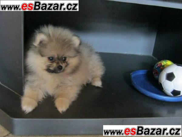 ++Štenátka Pomeranian-4000CZK ++Štenátka Pomeranian-4000CZK