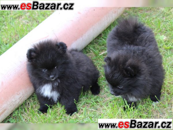++Štenátka Pomeranian-4000CZK ++Štenátka Pomeranian-4000CZK