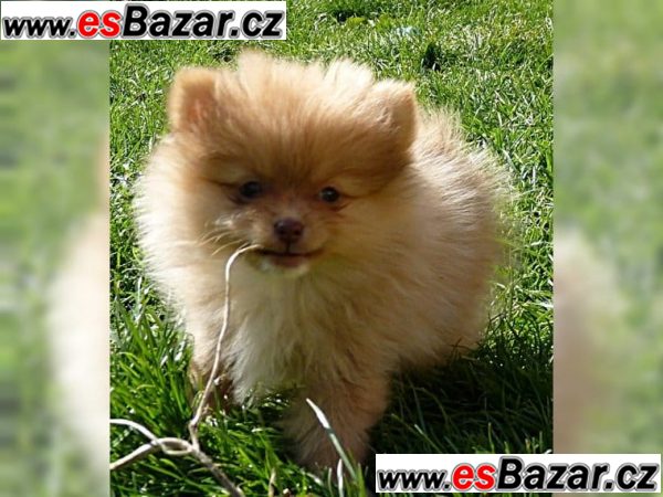 ++Štenátka Pomeranian-4000CZK ++Štenátka Pomeranian-4000CZK