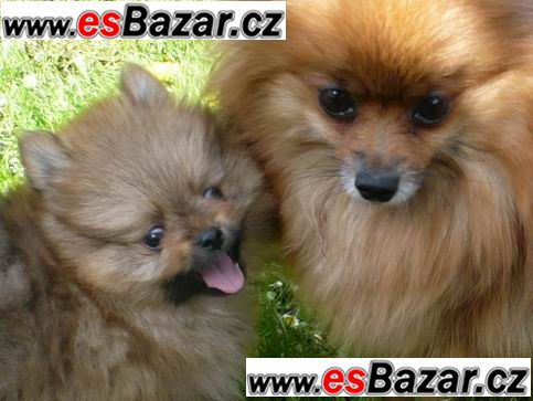 ++Štenátka Pomeranian-4000CZK ++Štenátka Pomeranian-4000CZK