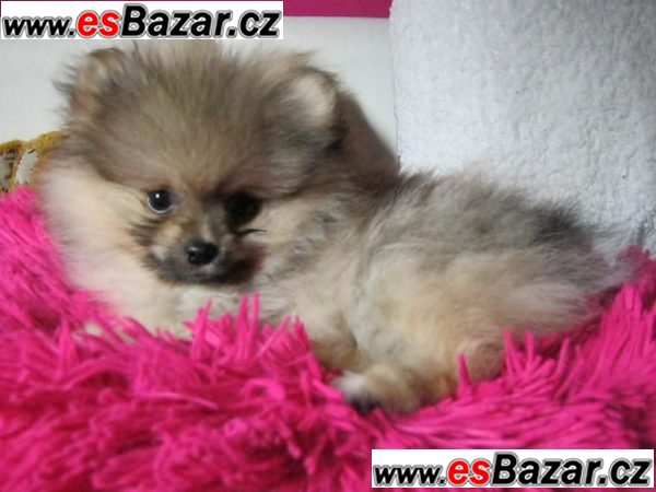 Nemecký špic Pomeranian s PP Nemecký špic Pomeranian s PP