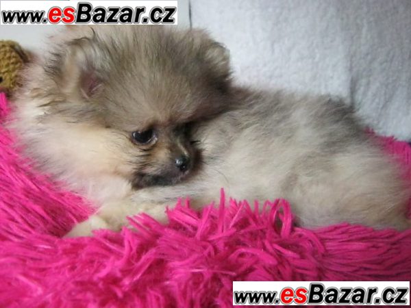 Nemecký špic Pomeranian s PP Nemecký špic Pomeranian s PP