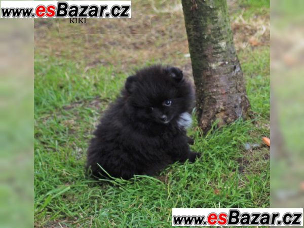 Nemecký špic Pomeranian s PP Nemecký špic Pomeranian s PP