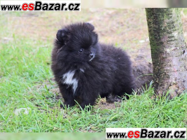 Nemecký špic Pomeranian s PP Nemecký špic Pomeranian s PP