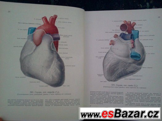 Anatomie člověka Anatomie člověka