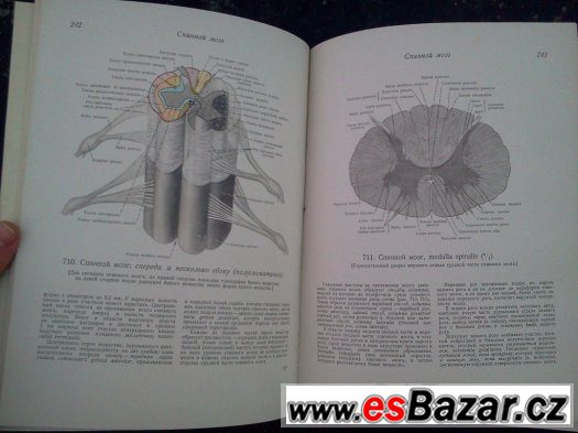 Anatomie člověka Anatomie člověka