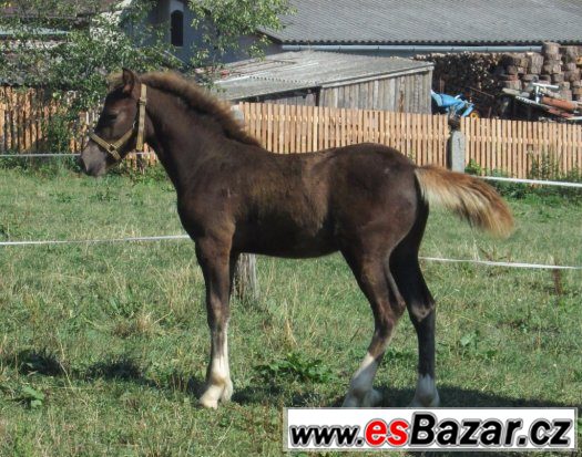 Welsh cob, welšský kob