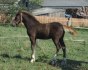 Welsh cob, welšský kob