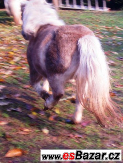 miniaturní kůň