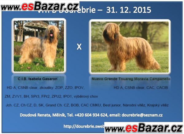 briard