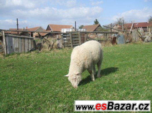 odeberu veškerou nabídnutou světlou ovčí vlnu