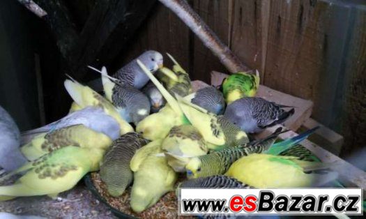 Prodám agapornis škraboškový a andulky Prodám agapornis škraboškový a andulky