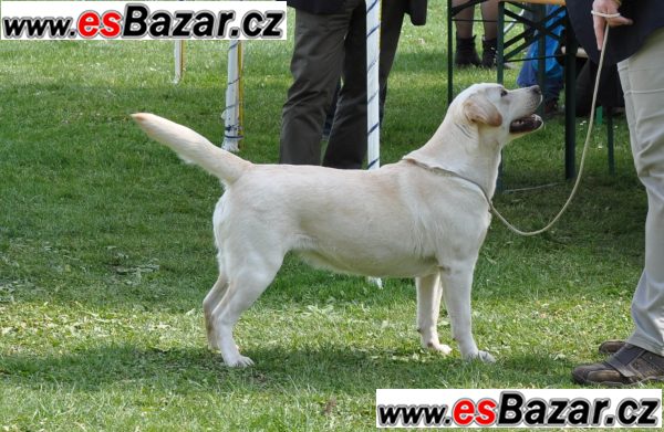 Labrador retriever